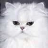 catscatscats13